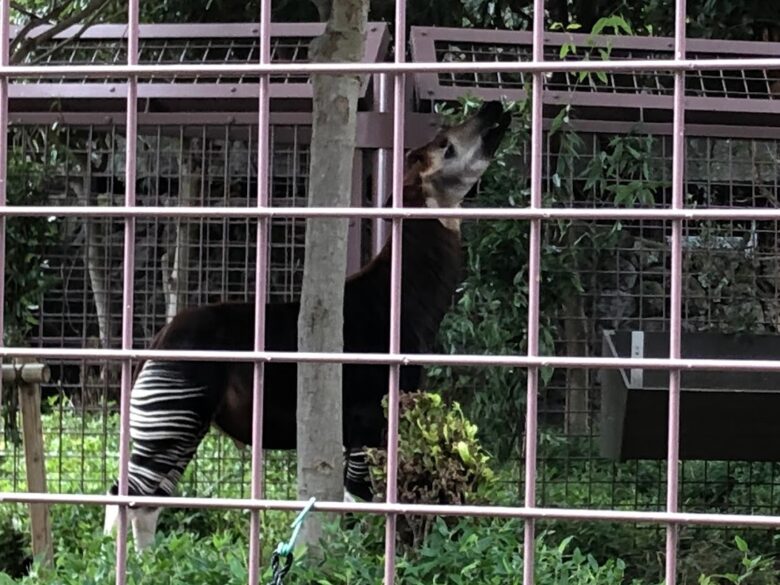 上野動物園-オカピ