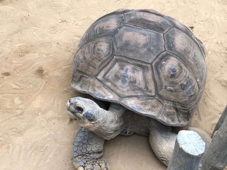 上野動物園-ガラパゴスゾウガメ