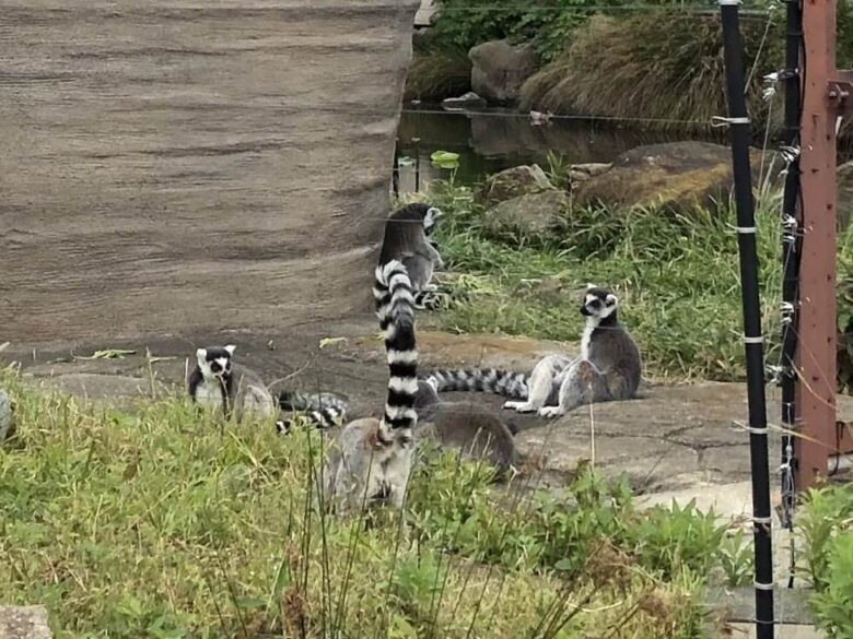 上野動物園-ワオキツネザル