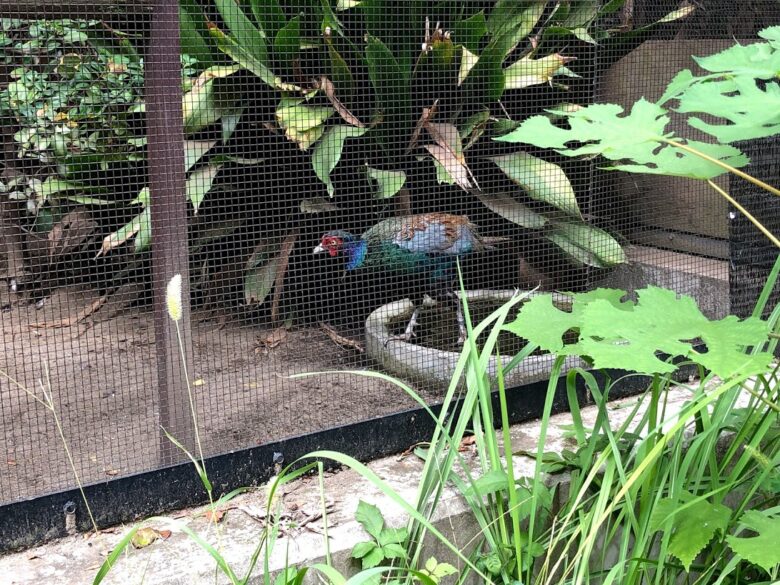 上野動物園－にほんきじ