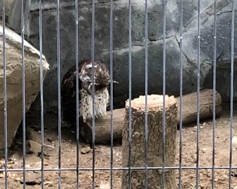 上野動物園-フクロウ