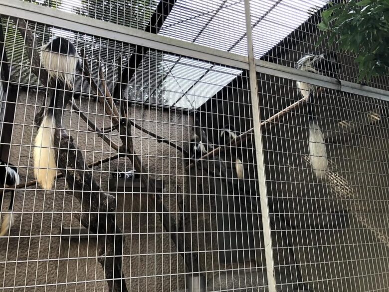 上野動物園-アビシニアコロブス