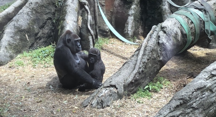 上野動物園再開